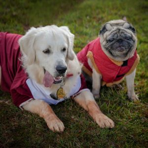 pet photography, pet photoshoot ideas, pet photographers