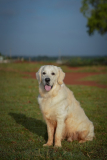 Pet Photoshoot in Bangalore | Pet Photography Ideas